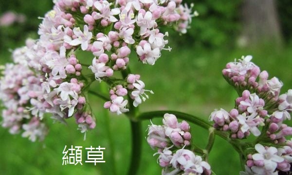 Read more about the article 032. 麻雀變鳳凰的丙戊酸