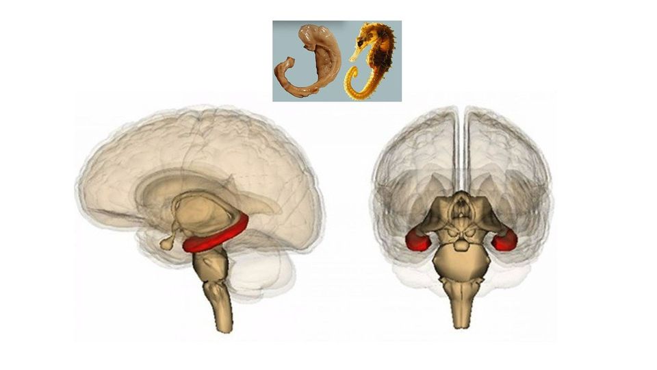 Read more about the article 087. 救救海馬回（Hippocampus）